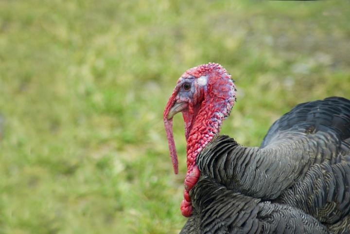 Turkey
