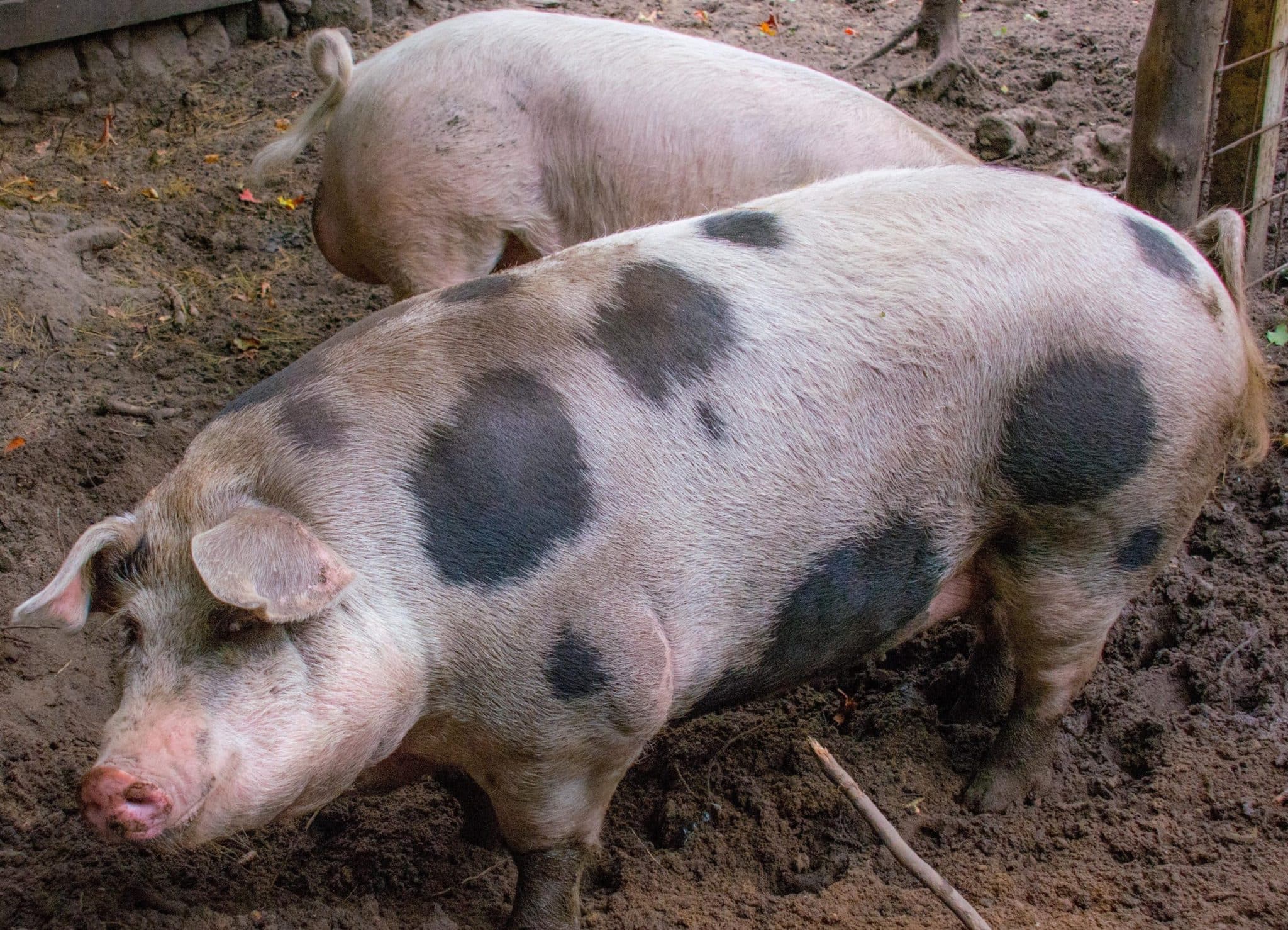 Pigs
